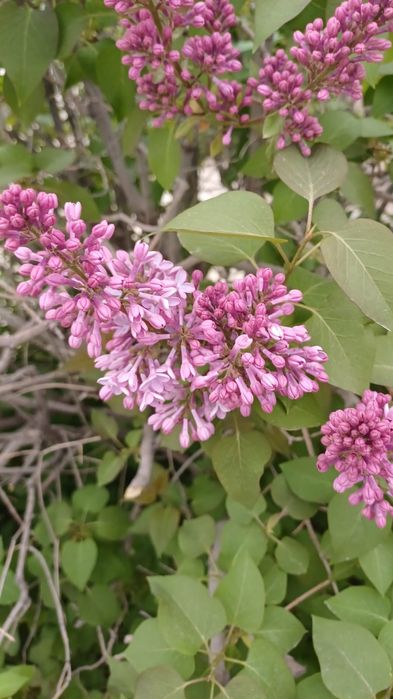 Продам сирень по 500 тнг