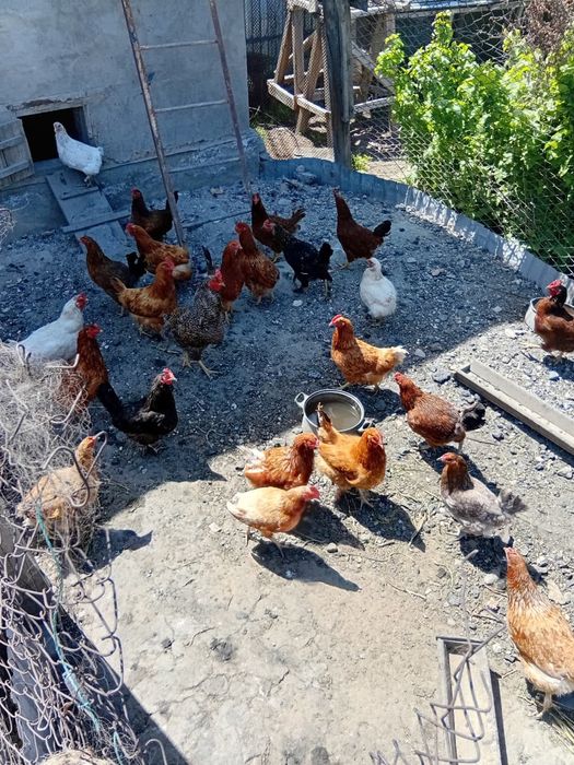 Продам курей ,несушки