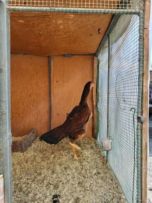 Даканг зодтор товук тухуми бор...