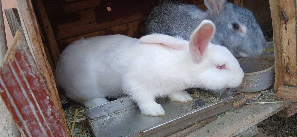 кролики + клетки
