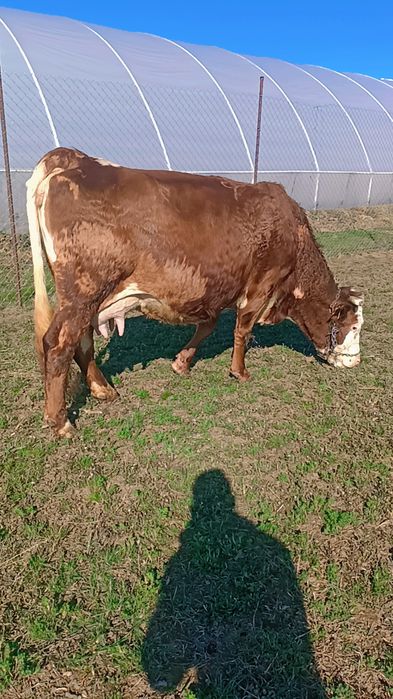 Vaca cu vitea belgă