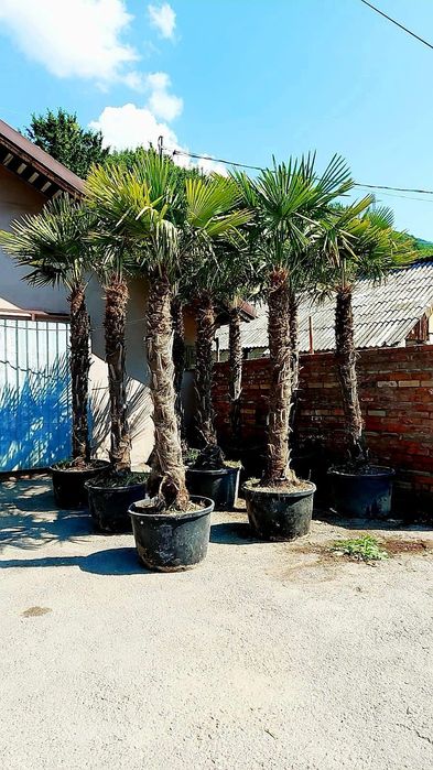 Palmierii tuia spirală tuia nana aurea