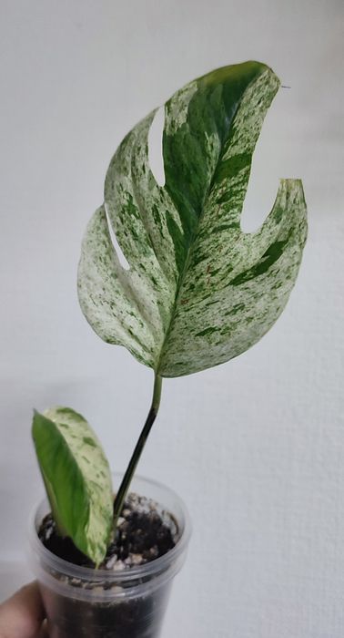 Сциндапсусы и Эпипремнумы