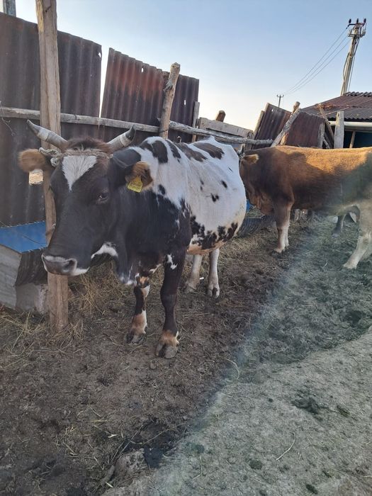 Алатау сүтті сиыры