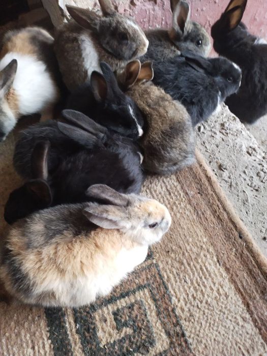 Продаю кролики красивые