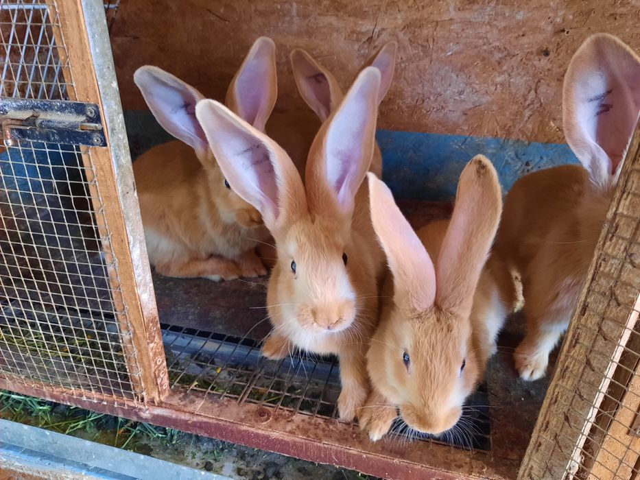 Iepuri urias german galben