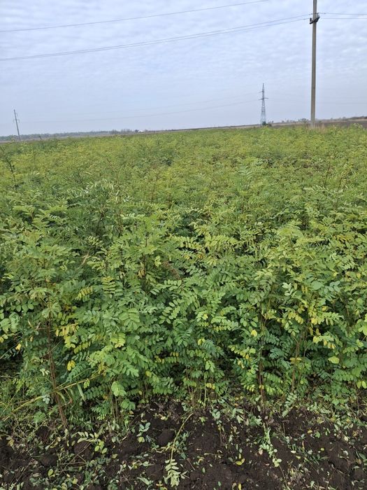 Puieți Salcâm,Ulm,Gladita