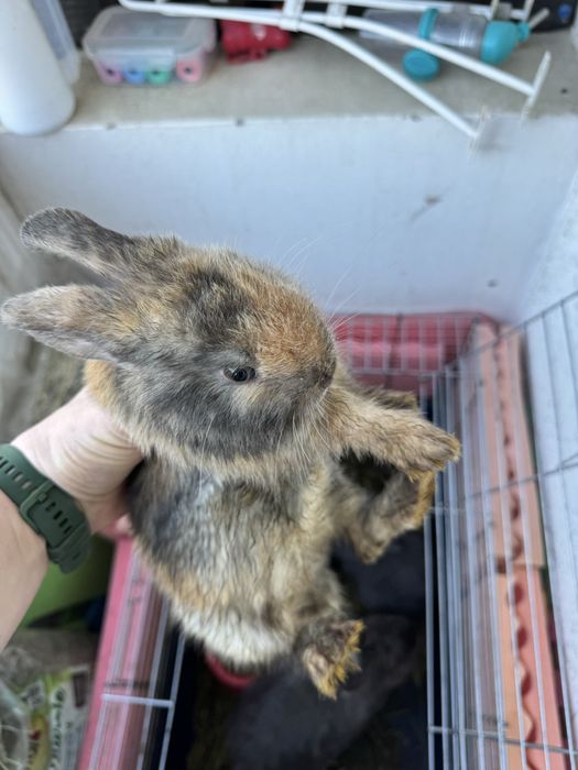 Puii de iepure de doua luni