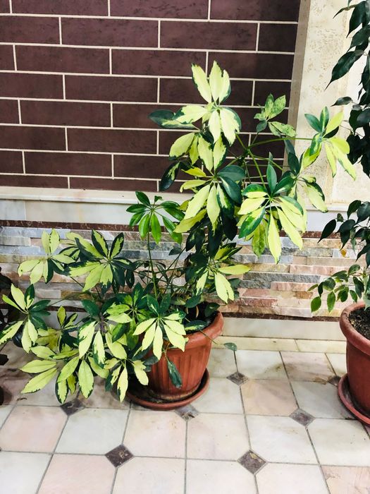 Mushaklar bilan guruh porno