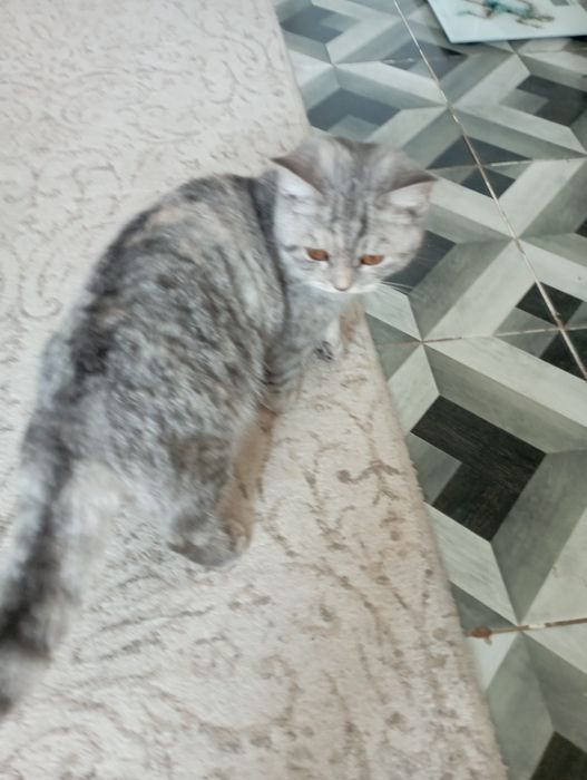 Шотландский кошка