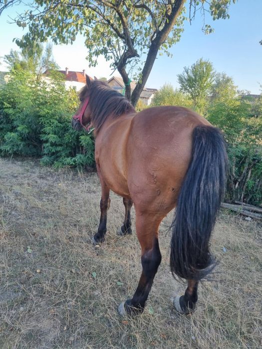 Vând cal vârstă 10 ani