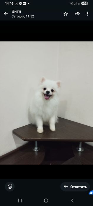 Очаровательные шпицы