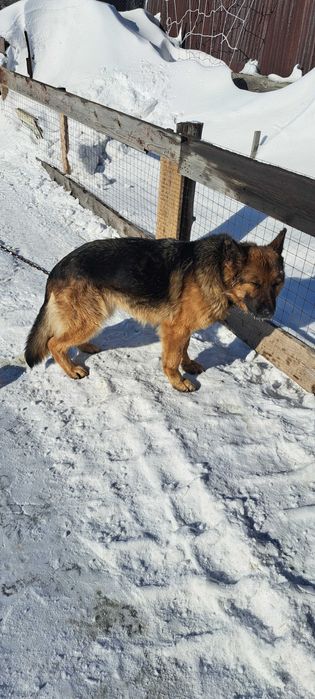 Немецкая овчарка с документами