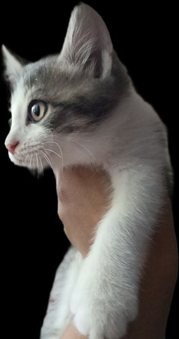 Отдам котёнка возраст 2 месяца