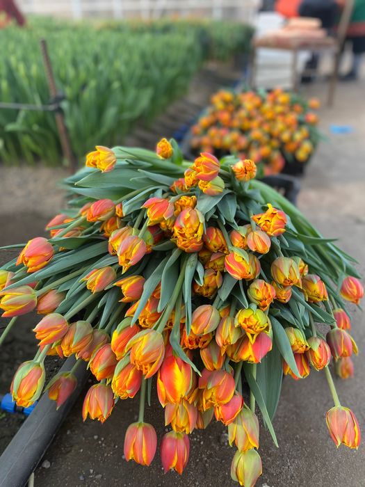 Тюльпан оптом премиум класса