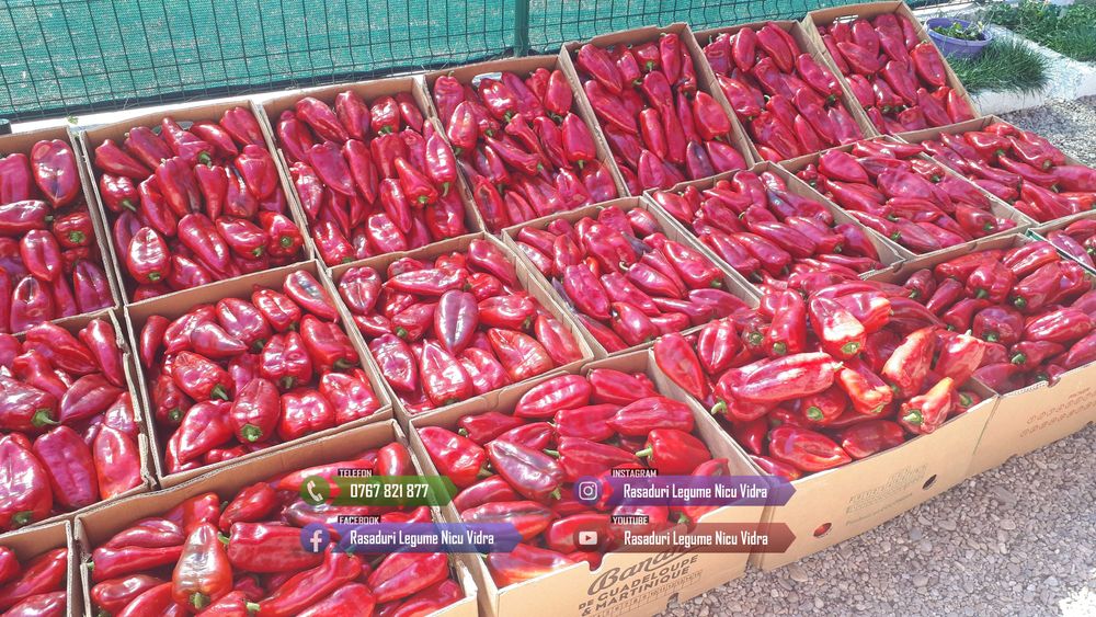 Rasaduri Rosii | Rasad Rosii Ardei Castraveti Vinete | Rasaduri Legume