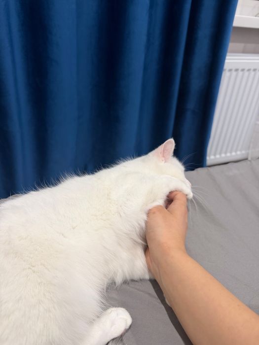 Отдам котенка в добрые руки