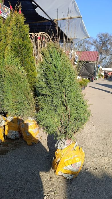 Продаются туи книжки оптом