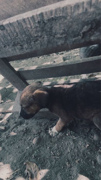 Ofer spre adoptie (american bully)