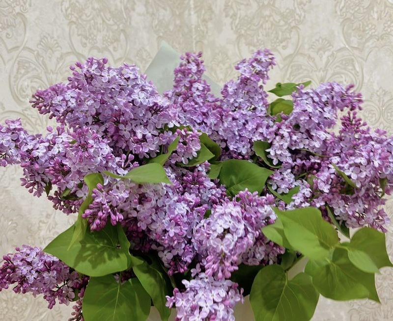 Продаю сирень душистая