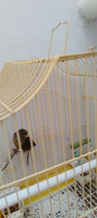 Продам канарейку