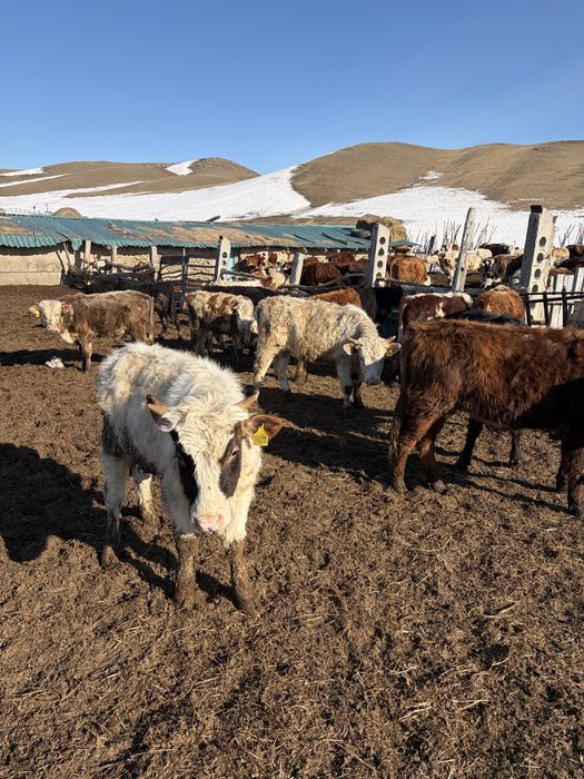 Продам годовалых бычков