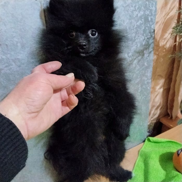 Щенок чёрного шпица.