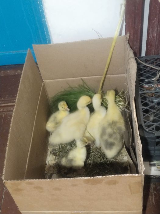 Продам гусят 3500 тг