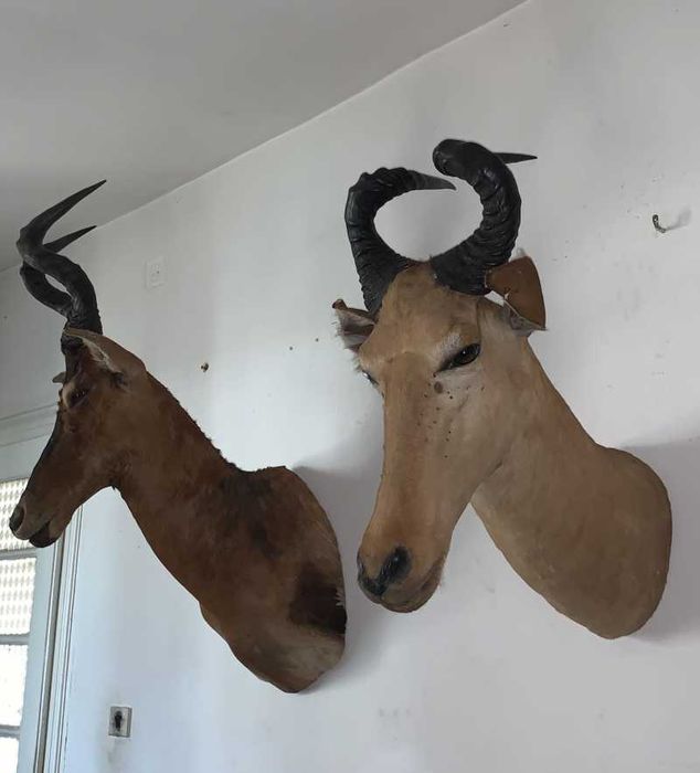 Trofeu Antilope            .