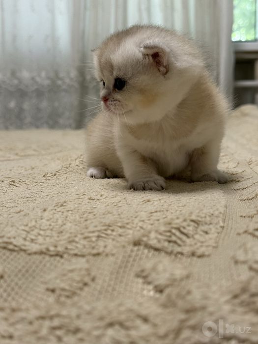 Золотая шиншилла