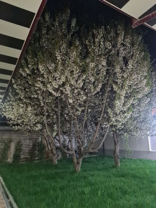 Hovli sotiladi yunusobod