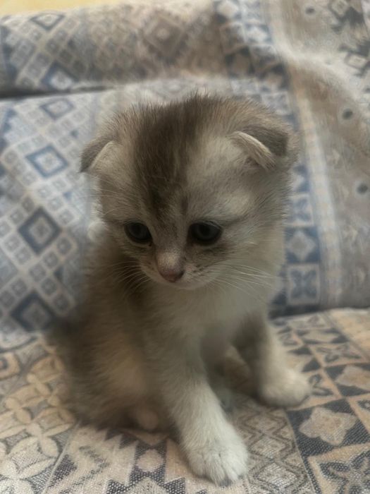 Котята шотландцы