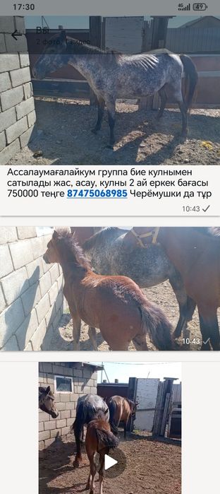 Продам қабылу с жеребенкам