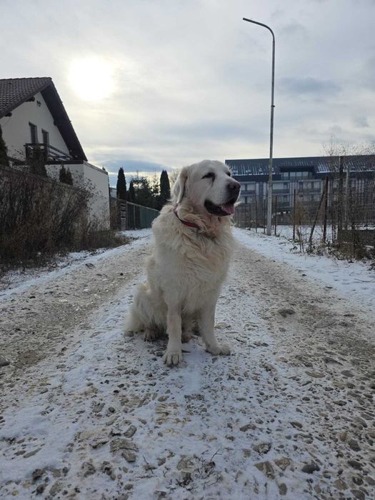 Pet Sitter particular