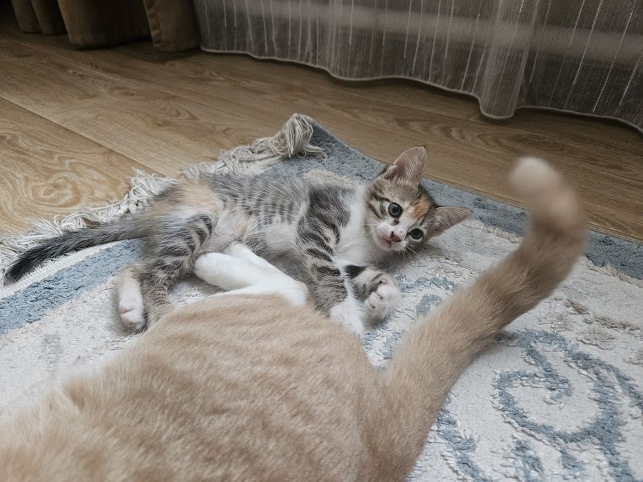 Котенка в добрые руки