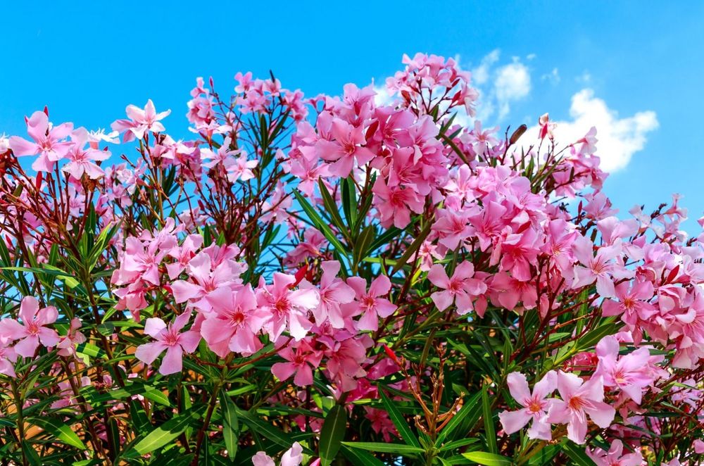 Олеандр розовый / Pushti rangli Tol guli (Nerium oleander pink)