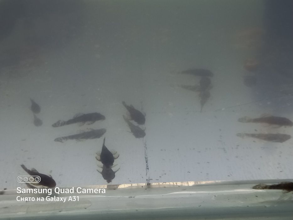 Продаю  анцитрусов.