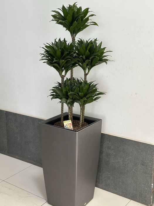 Офисные растения