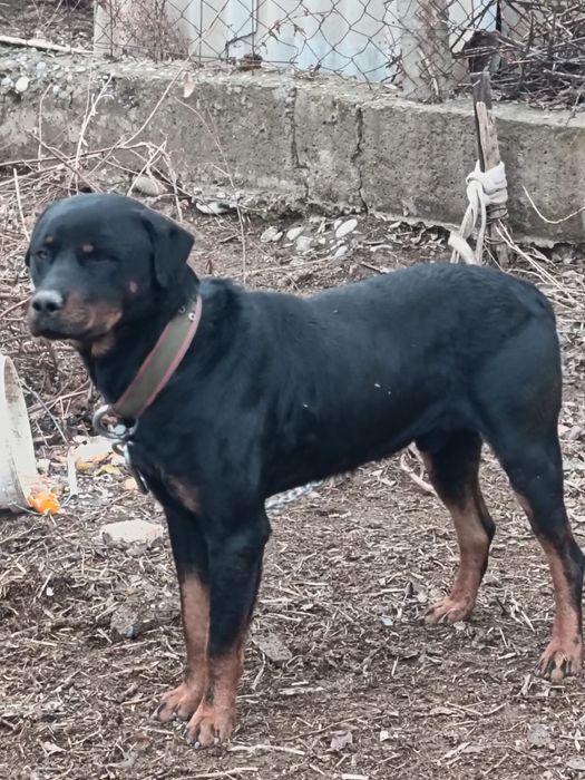 Крупная сторожевая собака