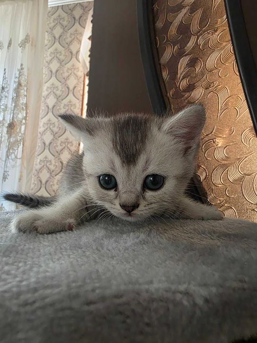 Продается Котята