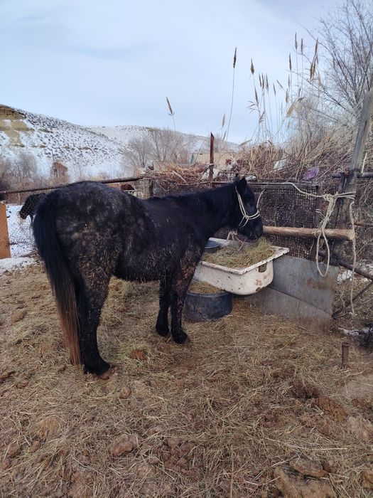 Донен (Кунан) сатылады