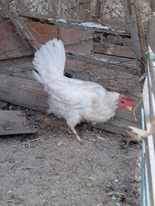 3 тауық сатылады