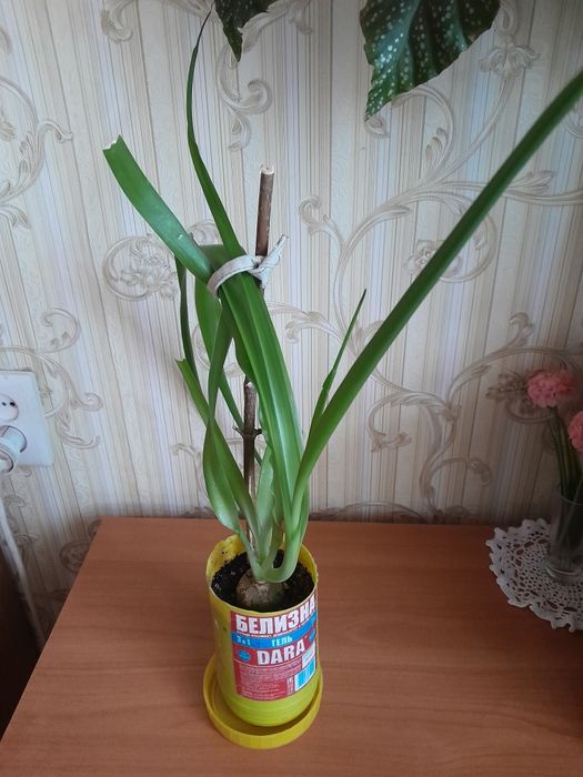 Индийский лук продам