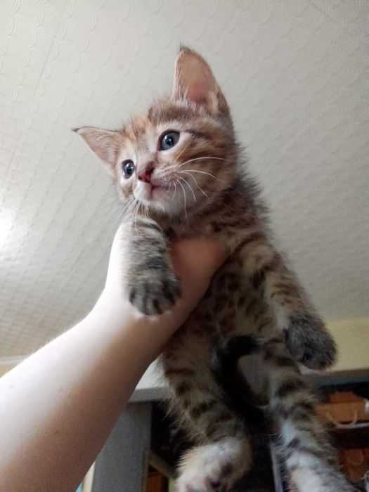Два котёнка ищут дом