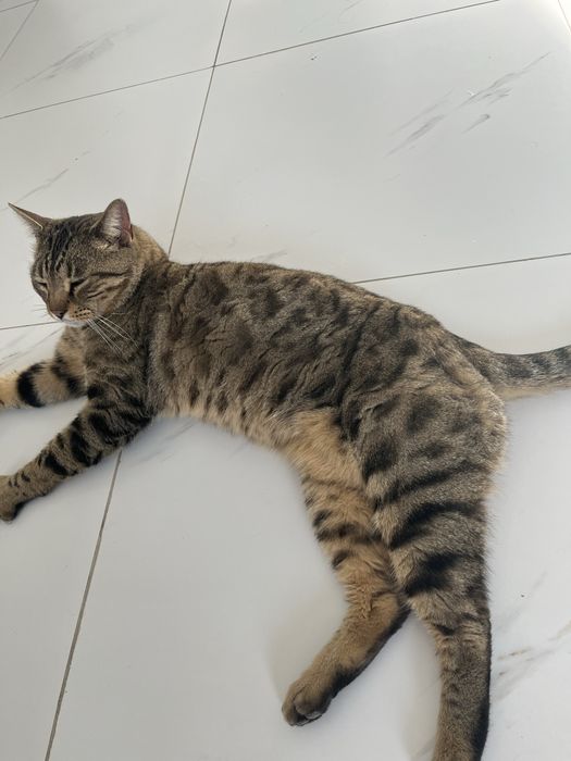 Бингальский кот