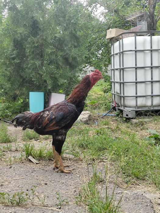 Продам петуха дакана