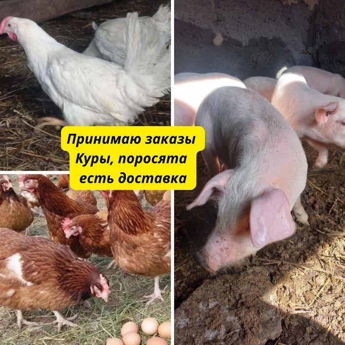 Продам курей несушек.