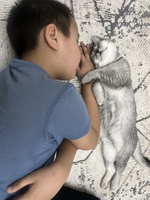 Ищем невесту, британку