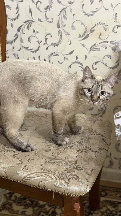 Отдам кота и катенка