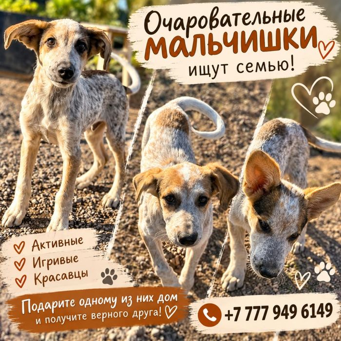 Отдам щенят 5 месяцев